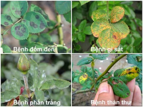 Các loại bệnh trên cây hoa hồng