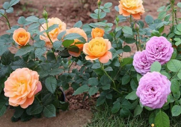 Cách trồng hoa hồng nhanh ra hoa
