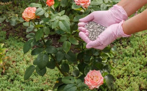 Cách chăm hoa hồng ra nhiều hoa