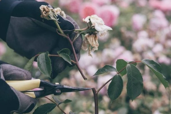 Cắt tỉa cây hoa hồng đã tàn