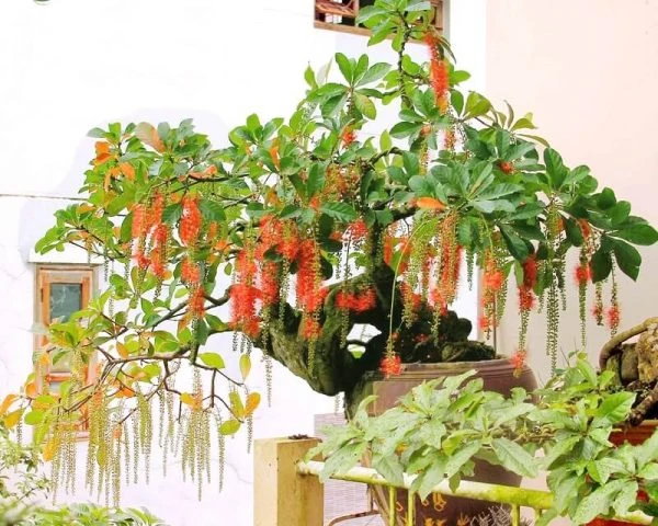 Cây Lộc Vừng cũng thích hợp để trồng trong chậu