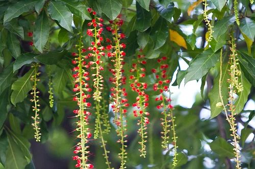 Cây Lộc Vừng ra hoa rất nhiều.