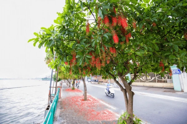 Đa dạng kích thước của cây Lộc Vừng cho phép trồng chúng trong các bồn cây với diện tích nhỏ hơn.