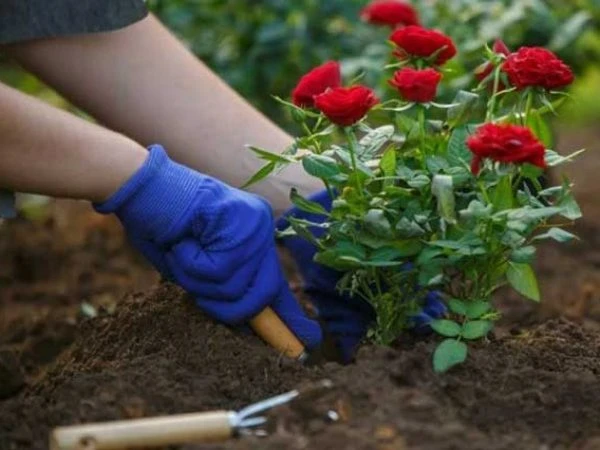 Đất dùng để trồng hoa hồng