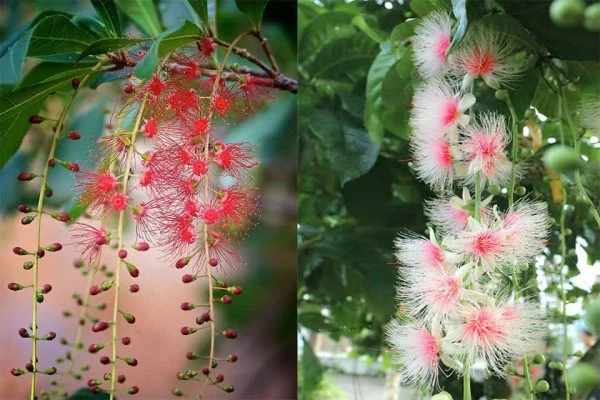 Đây là loại cây thân gỗ vững chắc