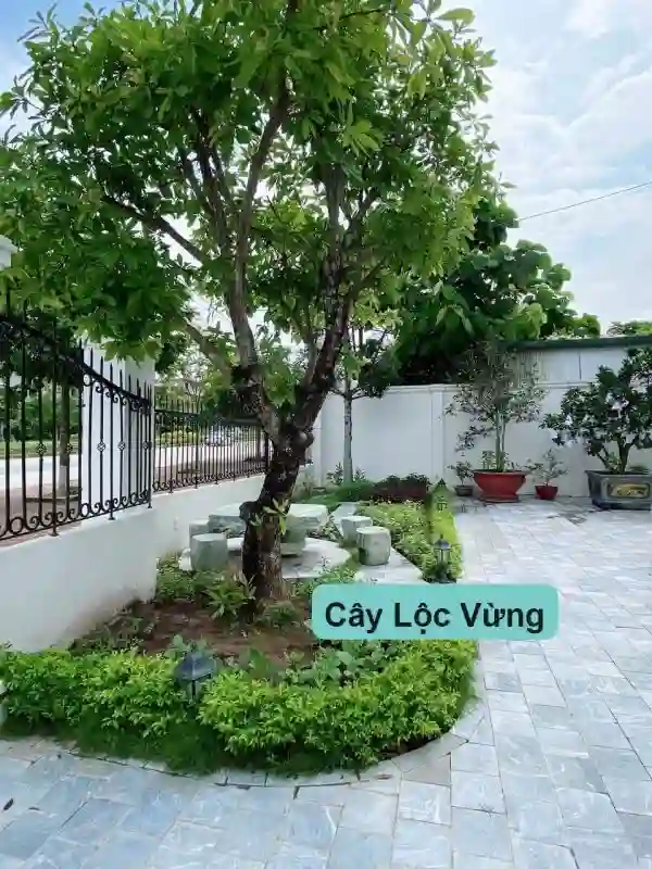 Dù diện tích nhỏ hay lớn, sân vườn đều có thể trở thành nơi lý tưởng để trồng cây Lộc Vừng.