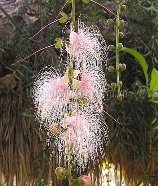 Hoa lộc vừng bắt đầu nở vào tháng 3 và kết thúc vào tháng 8.