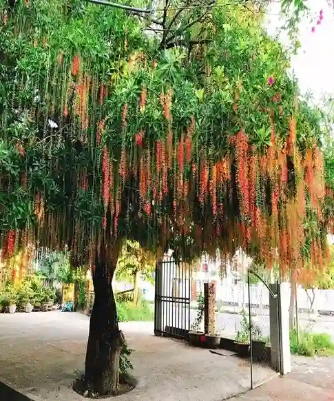 hướng dẫn trồng cây Lộc Vừng trước nhà lấy phong thủy