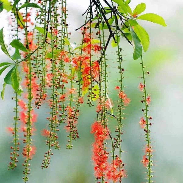 Lá của cây lộc vừng có hình dạng đặc trưng và hoa mang hai tông màu trắng và đỏ.