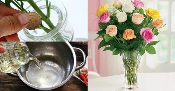 Nước cắm cần được bảo quản sạch sẽ. Sử dụng nước đóng chai hoặc nước máy đã qua lọc.