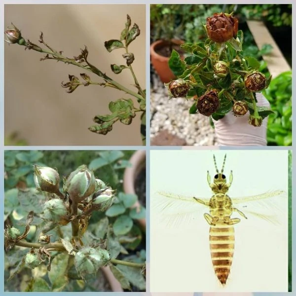 Các sâu bệnh thường gặp trên cây hoa