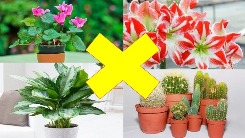Cảnh báo những cây phong thủy để trong nhà sẽ khiến vận xui kéo đến.