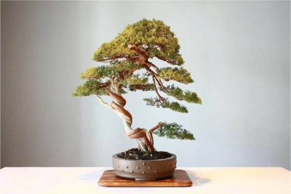 Cây bách bonsai, mặc dù mang vẻ tinh tế và dễ trồng, lại thường được sử dụng để trang trí trên các ngôi mộ và nghĩa địa.