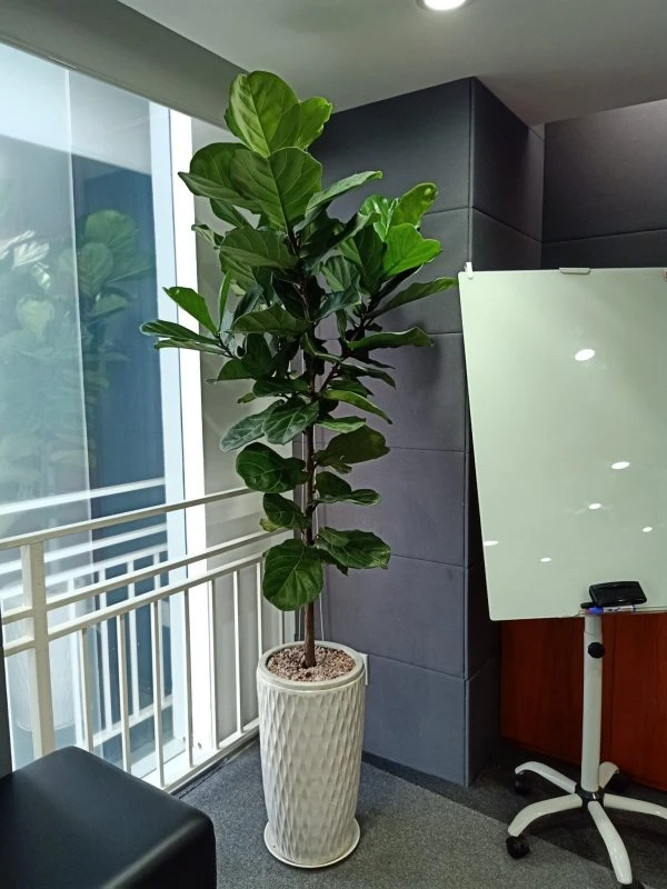 Cây bàng Singapore thể hiện sự chịu khó.