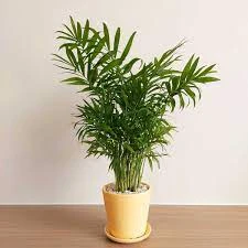 Cây cau tiểu trâm giúp lọc không khí mang lại may mắn.