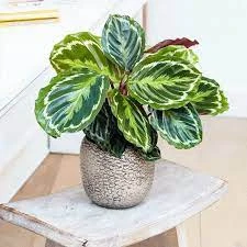 Cây đuôi công xanh mang lại nhiều may mắn, cát lợi.