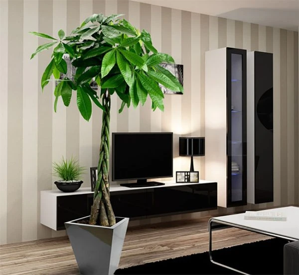Cây kim ngân rất thích hợp để phòng.