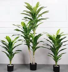 Cây mang nhiều ý nghĩa may mắn.
