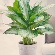 Cây ngân hậu mang tới nhiều bình an.
