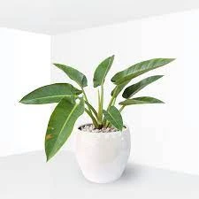 Cây trầu bà đế vương xanh có khả năng xua đuổi tà ma.