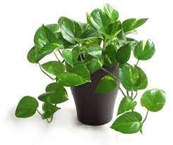 Cây trầu bà xanh giúp mang lại nhiều điềm lành.