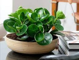 Cây trường sinh, với ý nghĩa về sự trường tồn mãi mãi.