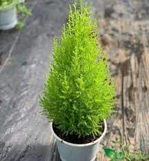 Cây tùng thơm giúp con đường sự nghiệp của người mệnh Mộc thêm may mắn.