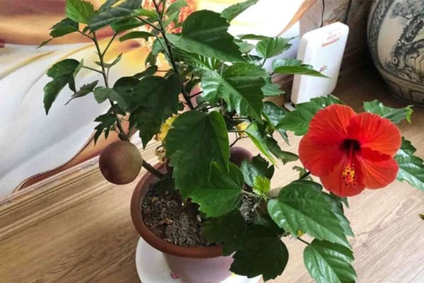 Hoa dâm bụt thường được coi là biểu tượng của những người phụ nữ không đoan trang
