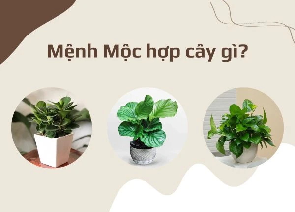 Mệnh Mộc hợp cây gì?