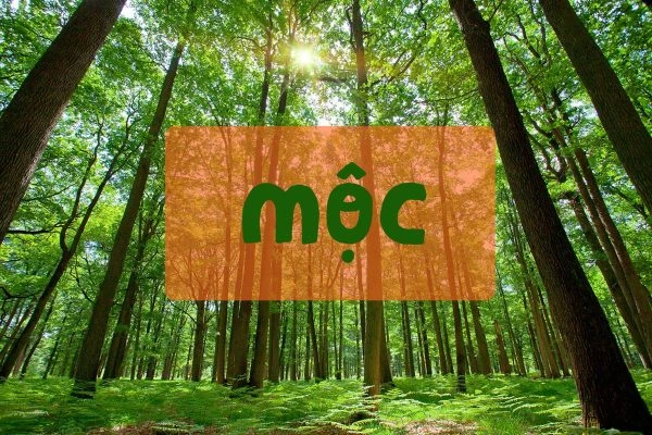 Người mệnh Mộc thường thể hiện tính cách điềm tĩnh, khiêm nhường và ôn hòa.