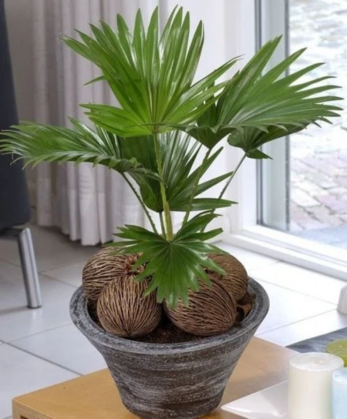 Những cây có lá nhọn, rợp bóng như cây dương xỉ, cây ô rô, thường được xem là mang theo mình nhiều âm khí không tốt.