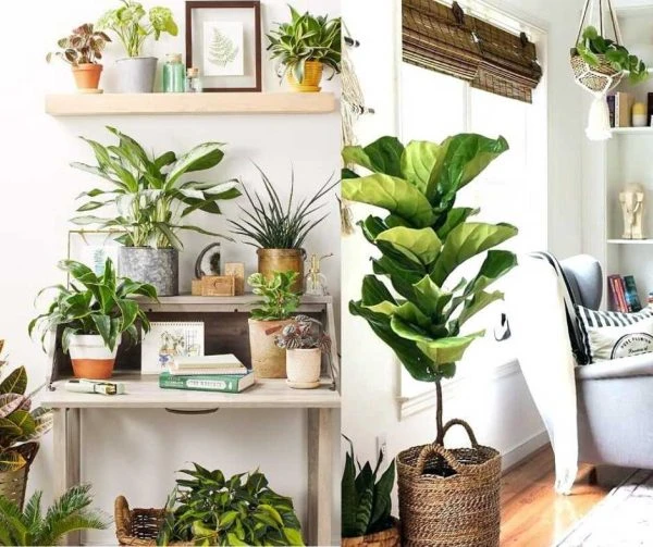 Những cây phong thủy để trong nhà sẽ khiến vận xui kéo đến.