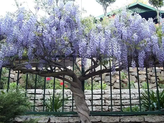 Cách tỉa và cách phòng tránh cho hoa tử đằn