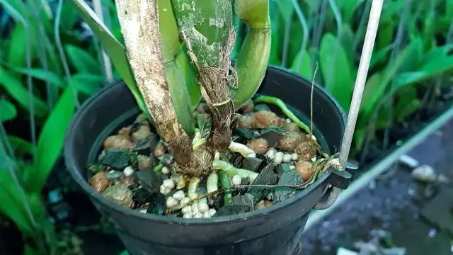 Cần cố định gốc lan thật chắc chắn