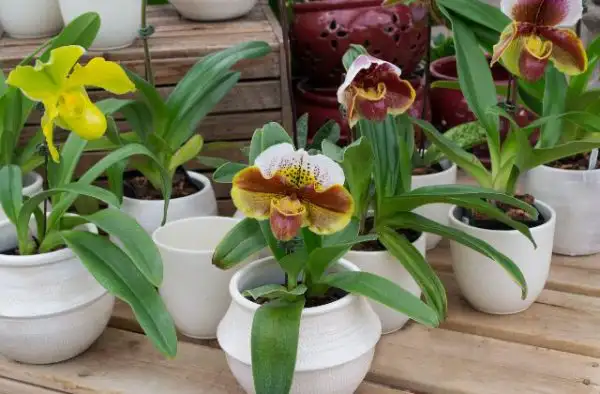 Cattleya rừng - món quà vừa giá trị, vừa ý nghĩa