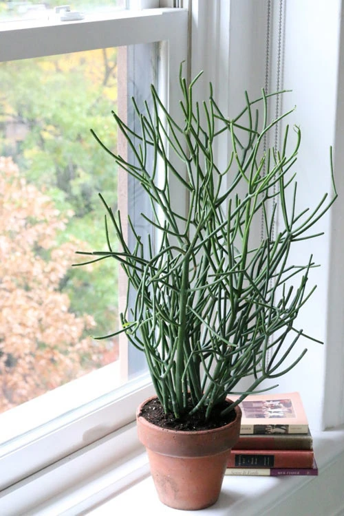 Cây có khả năng chống sự xâm nhập của sâu bọ rất tốt.