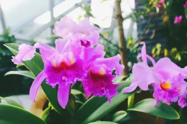 Có nên trồng lan Cattleya rừng không?