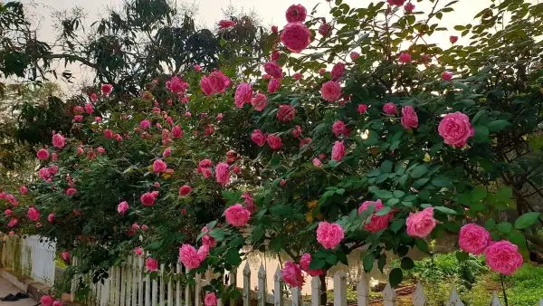 Công dụng của cây hoa hồng cổ Sapa