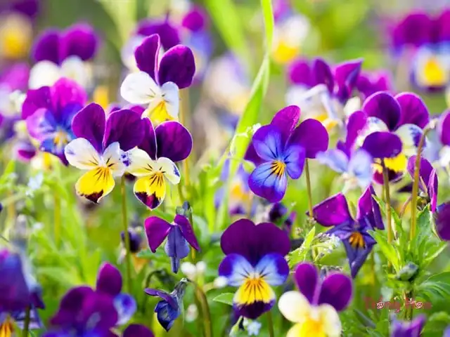 Dễ dàng gieo trồng và chăm sóc