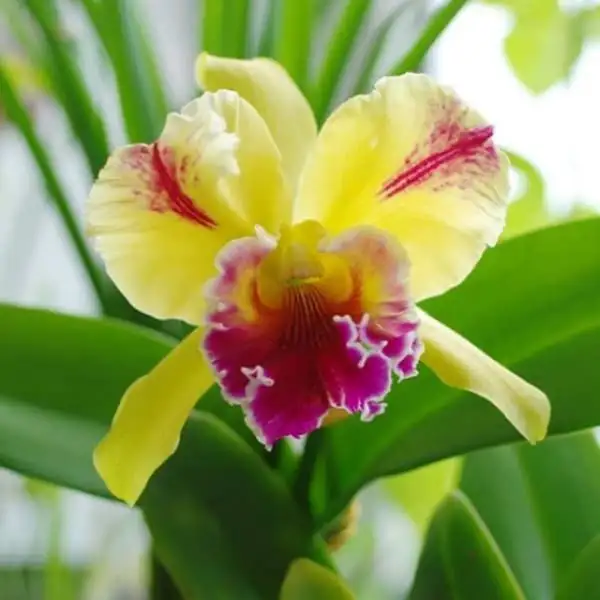 Lan rừng Cattleya ra hoa
