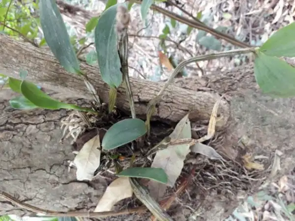 Hoa lan rừng Cattleya bắt nguồn từ Brazil