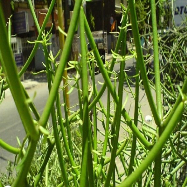 Hoa mọc theo cụm và nhỏ.