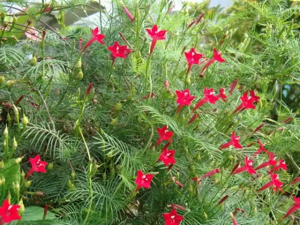 Tóc tiên thường được trồng để tạo bóng mát trong sân nhà