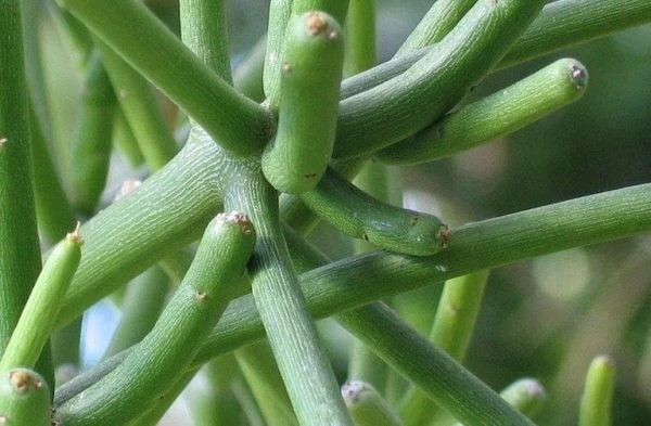 Lá cây hẹp và nhỏ.