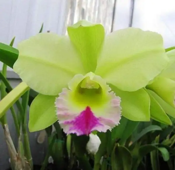 Lan Cát có ý nghĩa vô cùng sâu sắc