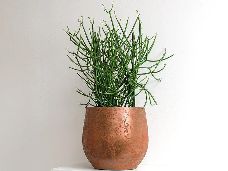 Mang lại nhiều may mắn cho gia chủ.