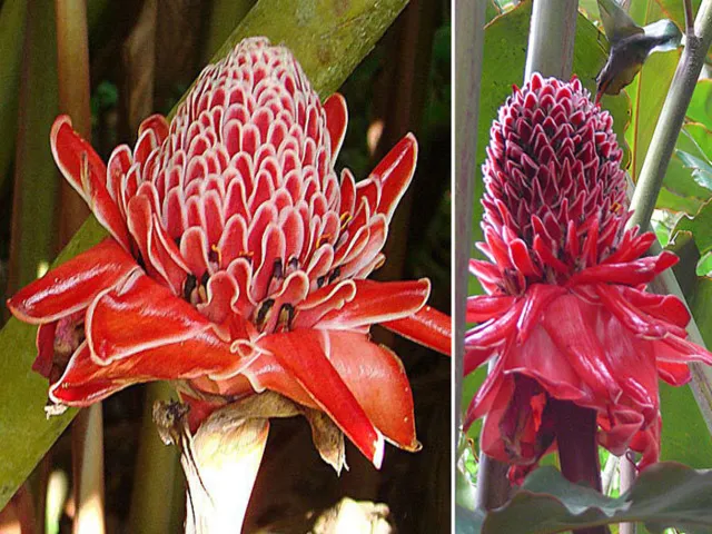 Sen đa lộc được xem là một loại thảo mộc thô thường mọc ở các khu rừng lớn.