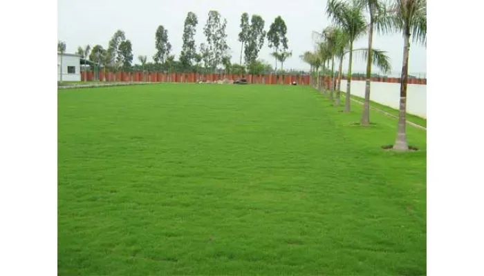 Thảm cỏ nhung Nhật Bản với màu xanh tươi mịn, mang lại vẻ đẹp sang trọng và tự nhiên cho không gian sống.