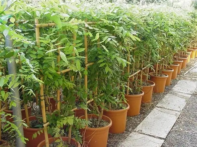 Tiến hành ươm cây