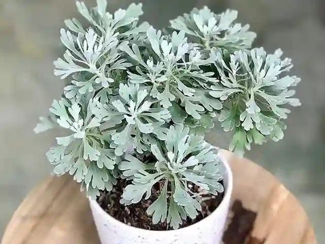 Với vẻ ngoài đặc trưng và thu hút với những tán lá màu bạc. Cây Cúc Mốc là hoàn toàn lý tưởng để sử dụng như cây cảnh và trang trí nhà cửa